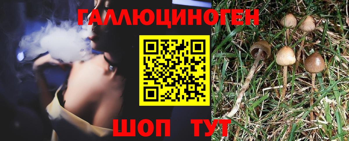 Галлюциногенные грибы Psilocybe Бутурлиновка